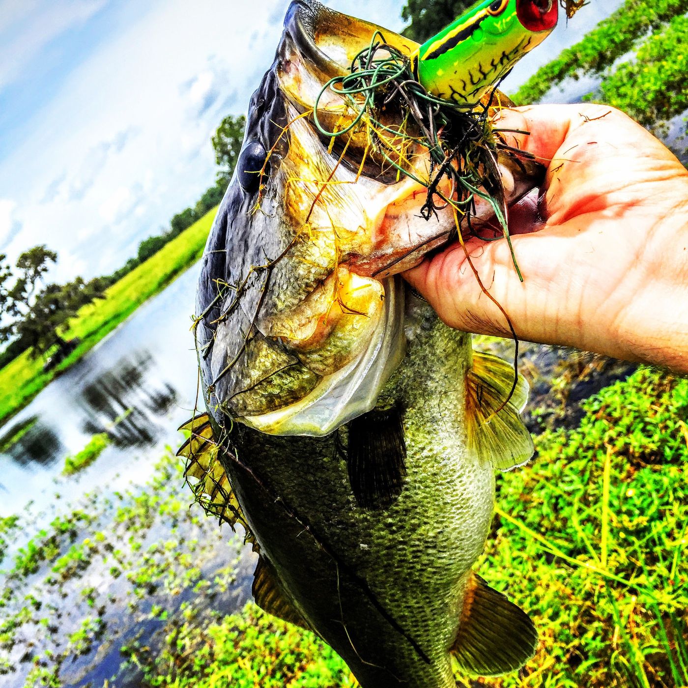A largemouth bass held up close