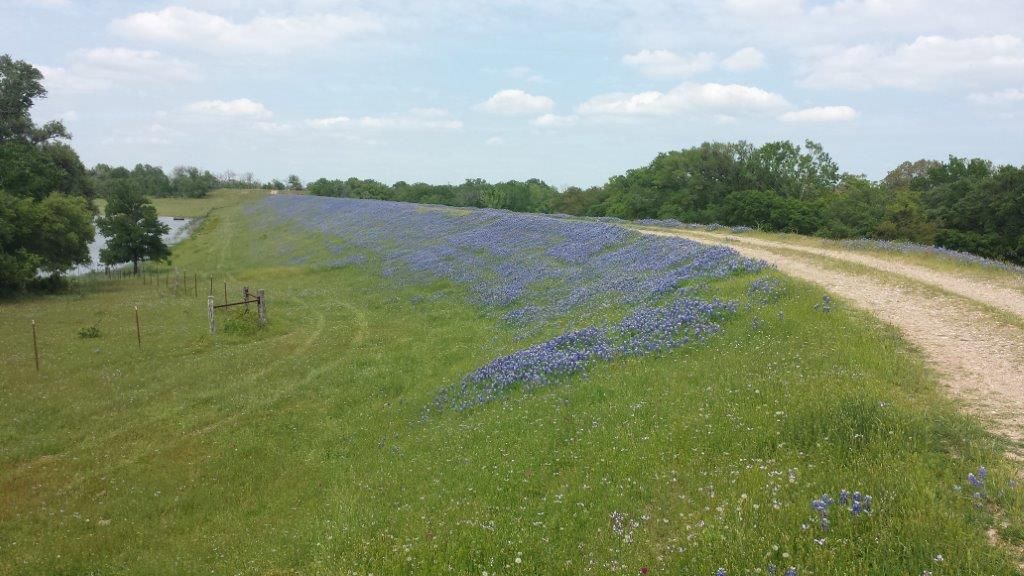 Bluebonnets along the ranch road