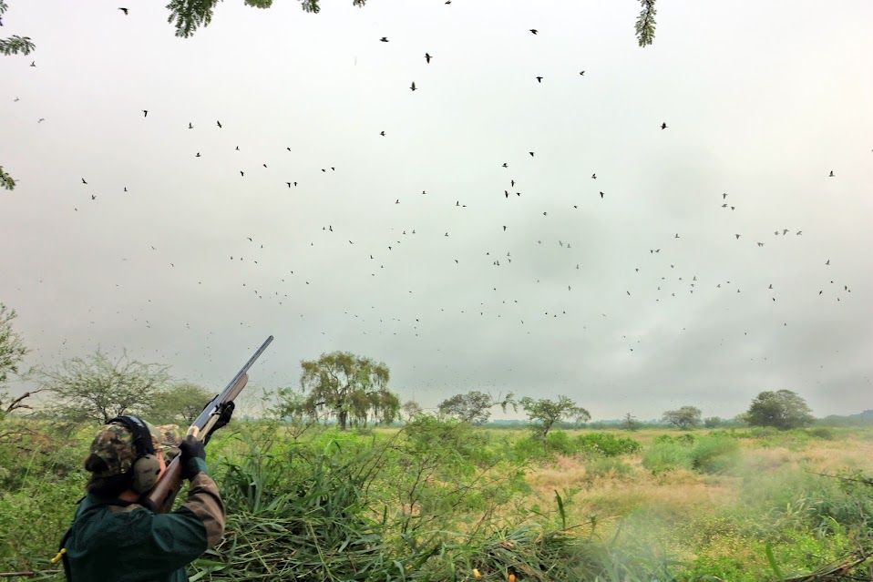 A hunter shooting dove over a Texsix field