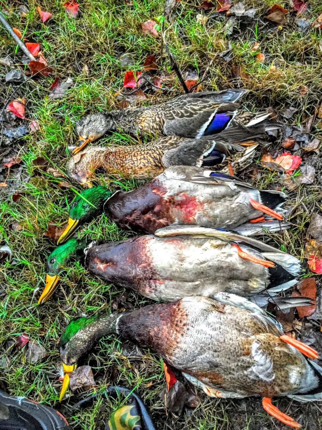A morning of mixed ducks