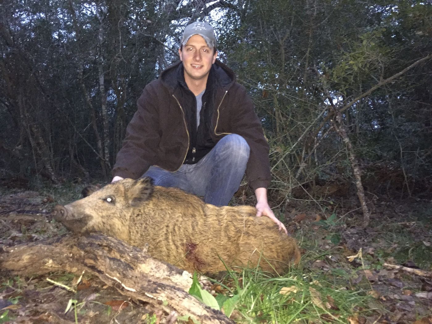 A wild hog