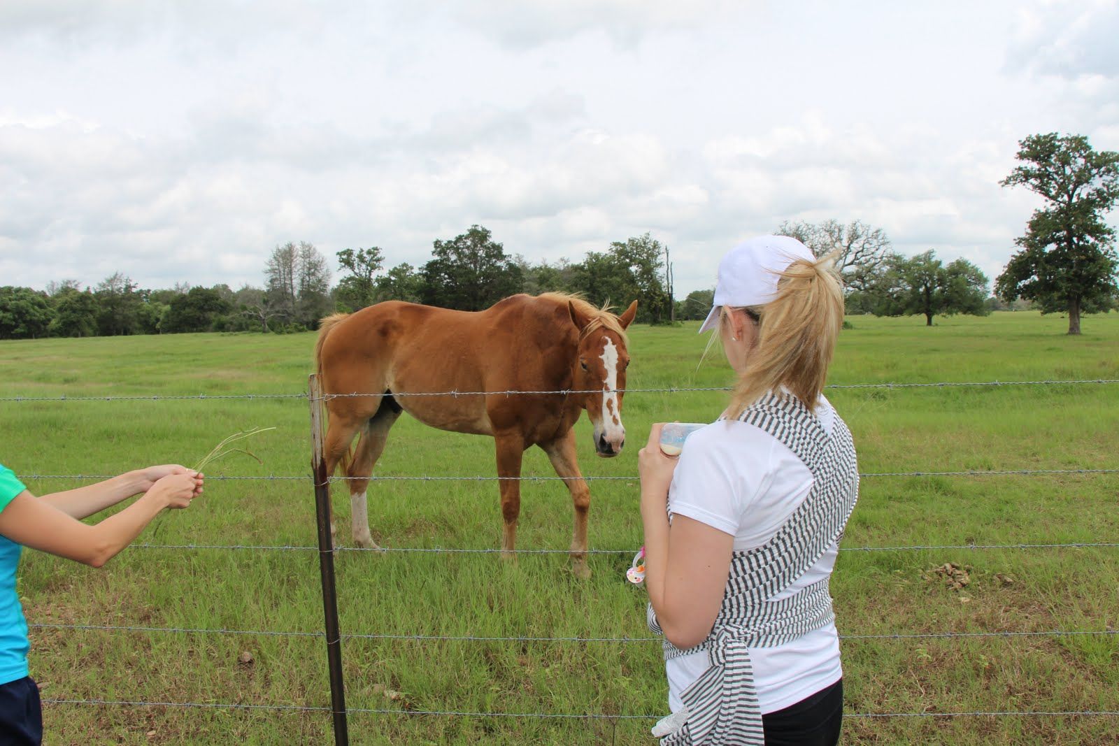 Horses in the pasture