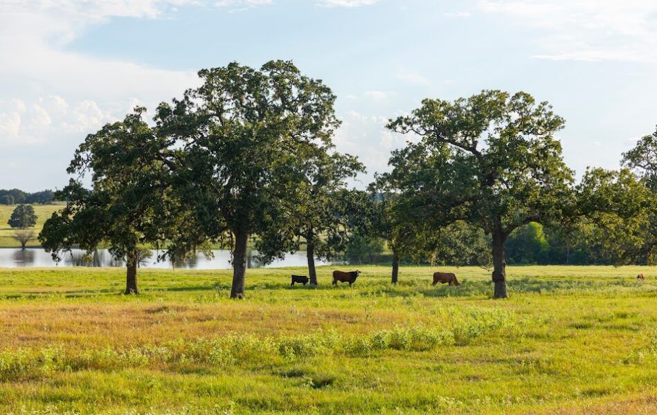 Cattle grazing under live oaks by the lake