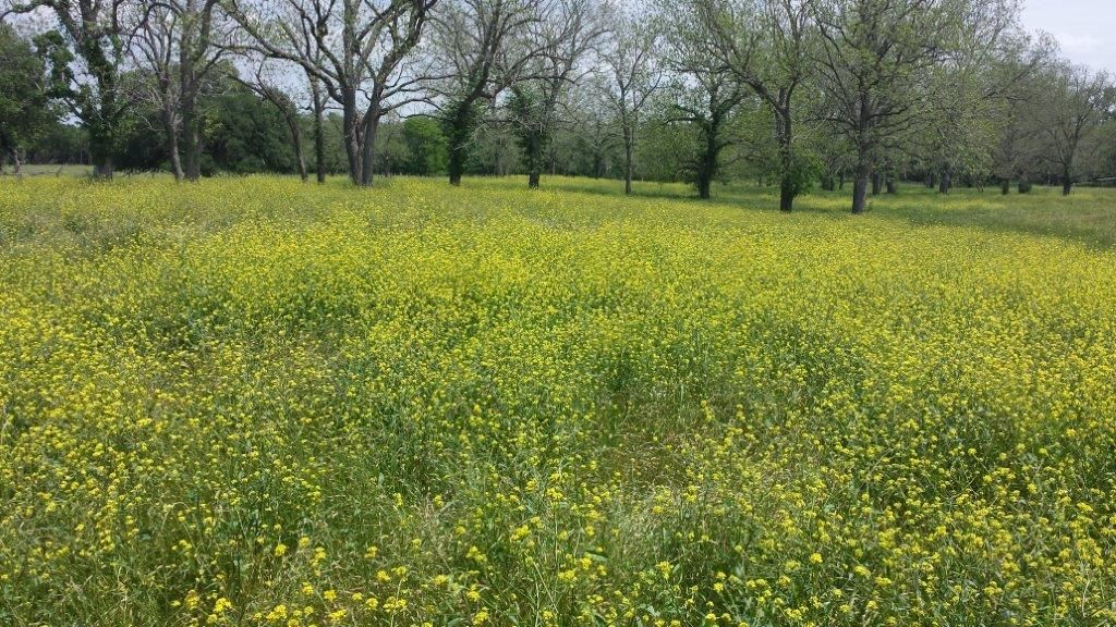 Spring wildflowers