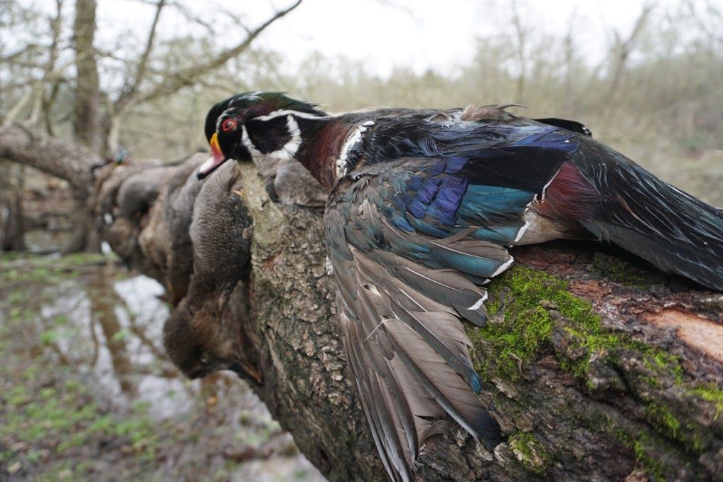 A wood duck